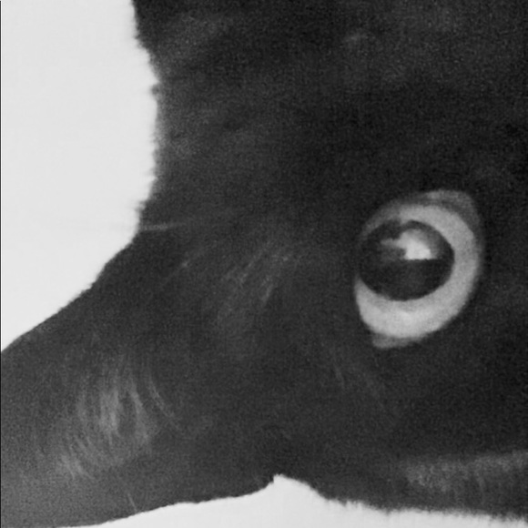 Meet your Posh Ambassador, Lady Em. 💕🛍🦄 - Picture 5 of 5